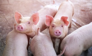 แนวทางในการเพิ่มประสิทธิภาพการผลิตบนเล้าคลอด